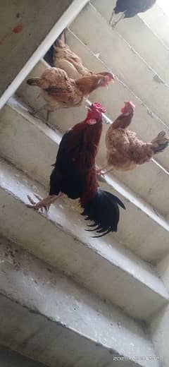 Desi Aseel murgha mix and hens