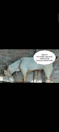 Bakra for qurbani 4 daant.