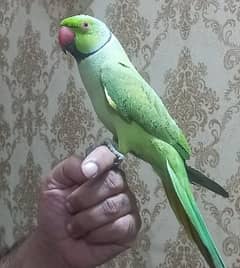 Mitho for sale tamed