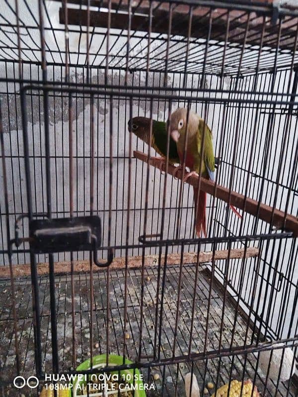 Conure and PlumHead 0