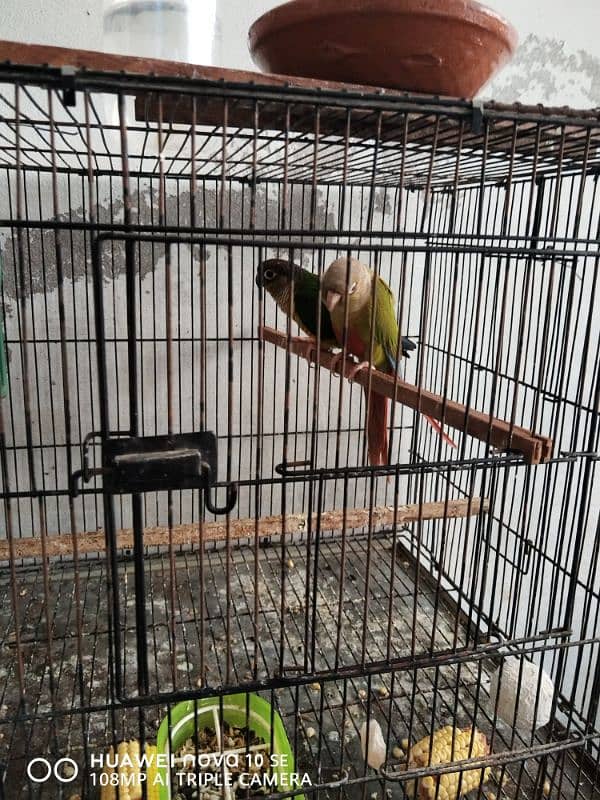 Conure and PlumHead 1