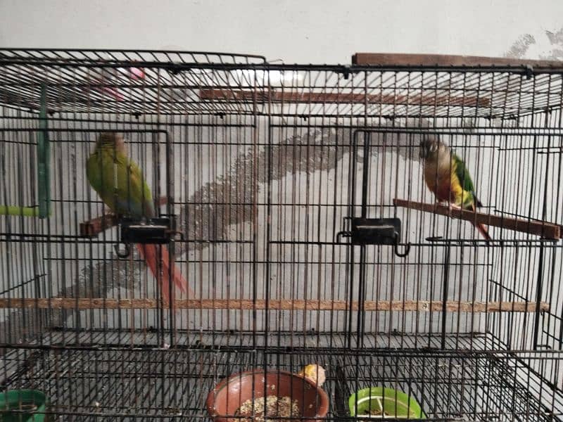 Conure and PlumHead 2