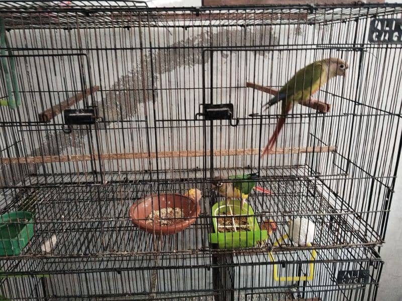 Conure and PlumHead 3