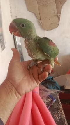 SASTAY 2 MAHEENAY K BABY A GAI