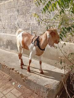 2 Dant Bakri For Qurbani