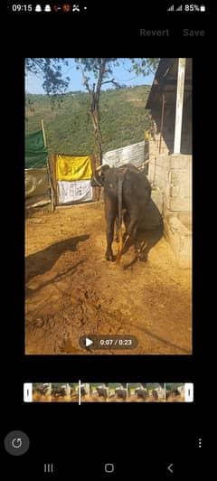 Cattle farm