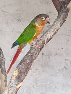 green chik conure red factor