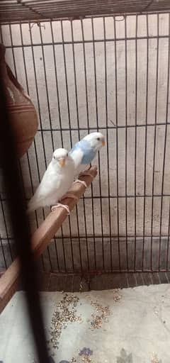 red eyes pair