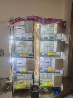 cage for sale. full Angel