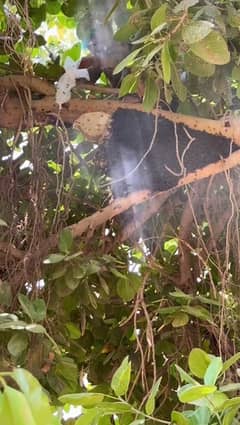 Organic Forest Honey