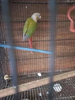 Pineapple Conure Female