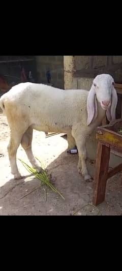 sheep
