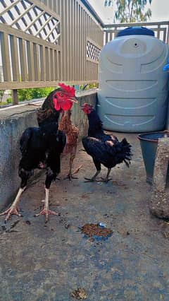 desi hen