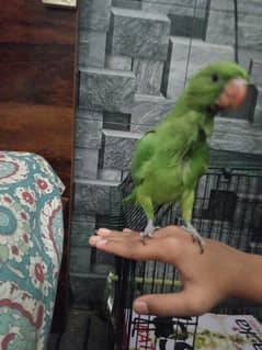 age 3 months ringneck baby healthy handtame