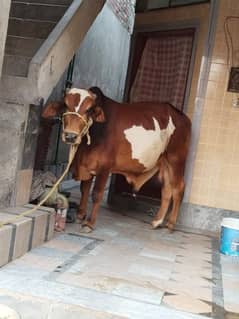 beautiful Animal for sale ghr ka pala hova hai