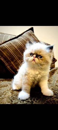 Peaky Face Blue Eyed Rare Kittens