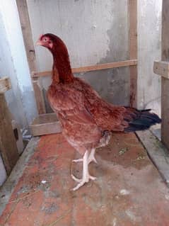Aseel Lasani Breed