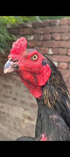 pure aseel patha