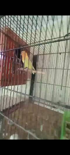 parrot