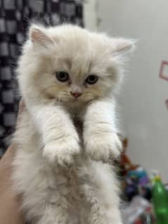 Persian Triple coat Doll face kittens