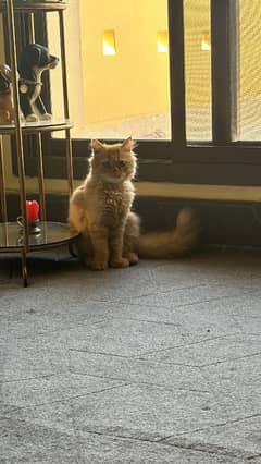 female cat available for sale