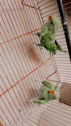 ringneck