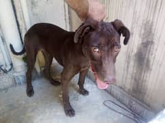 Labrador