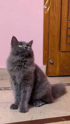 British Semi-Longhair Cat Female for Sale – Healthy & Playful
