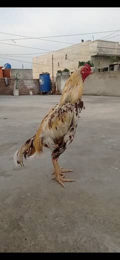 Aseel Cheena