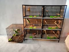 6 portion Bird cage