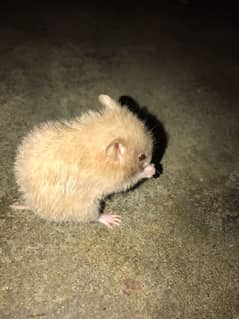 golden hamster active playful
