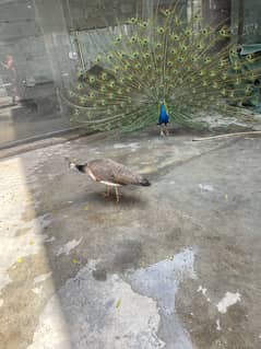 Blue shouldered peacock and peahen