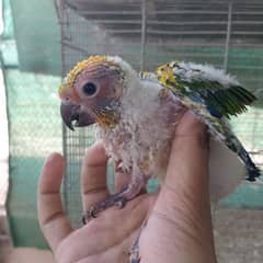 sunconure chicks for sale