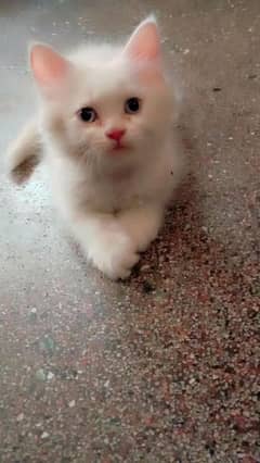persian kitten