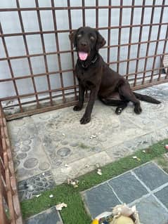 lab
