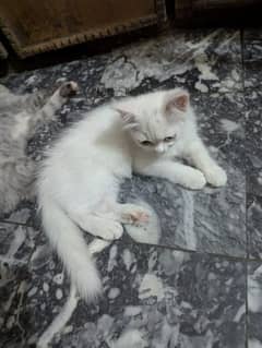 only for cat lovers
