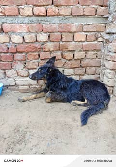 session German Shepherd urgent sale