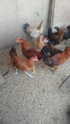 hen for sale