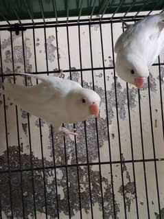 Lovebirds