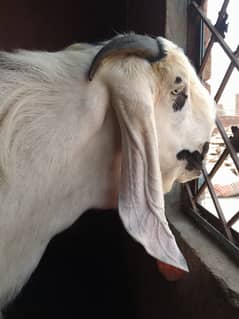Bakre / Chatre Qurbani 2025 for sale