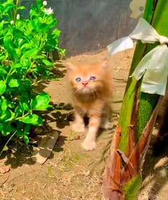 Ginger persian kitten