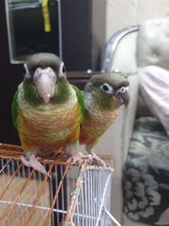 Conure Pair Parrots HandTain Pair