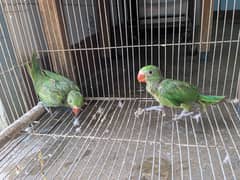 Ringneck parakeet chick