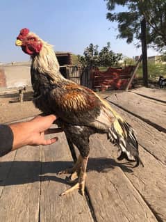 Saleta parmoz aseel (03286984424)