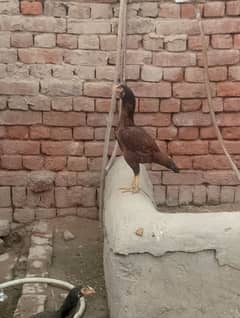 Sindhi Aseel Dono murgiya h high quality kii
