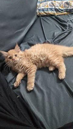 Persian cat for sale