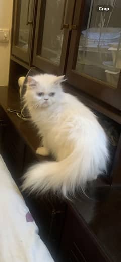 white persian tripl coat blue eyes