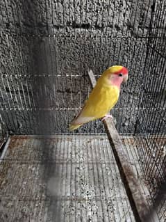 Common Lutino female male and 2 exhibition female