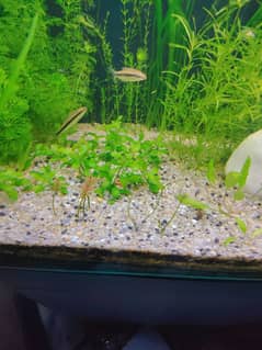 aquarium plants