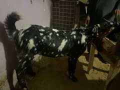 2 Dant bakra full active